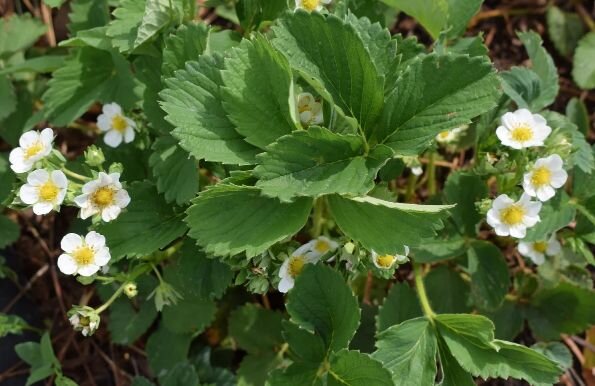 Клубника в цвету