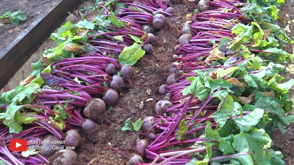 Оставляем на грядке для просушки