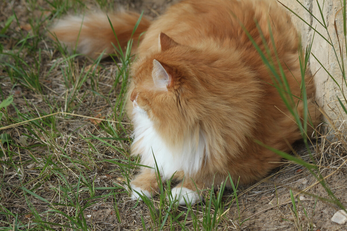 Беша. Фото автора