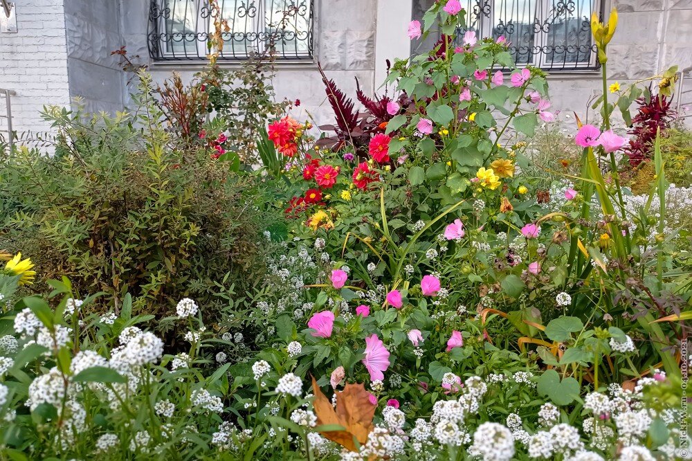 1. Клумба... © NickFW.ru — 04.10.2021г.