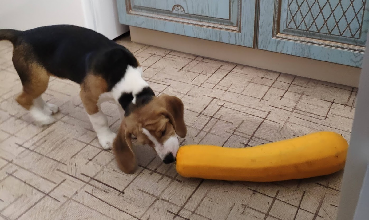 Бигли любят кабачки!