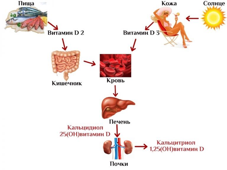 Обмен витамина д в организме схема