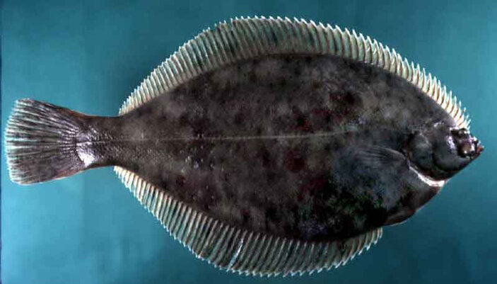 Зимняя камбала Pseudopleuronectes americanus