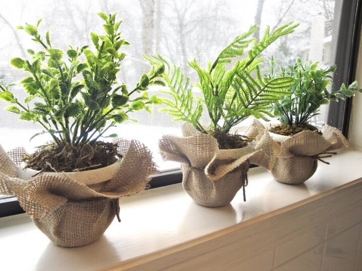 Растения для уюта и красоты. Ссылка на фото https://goo.su/8qtv.