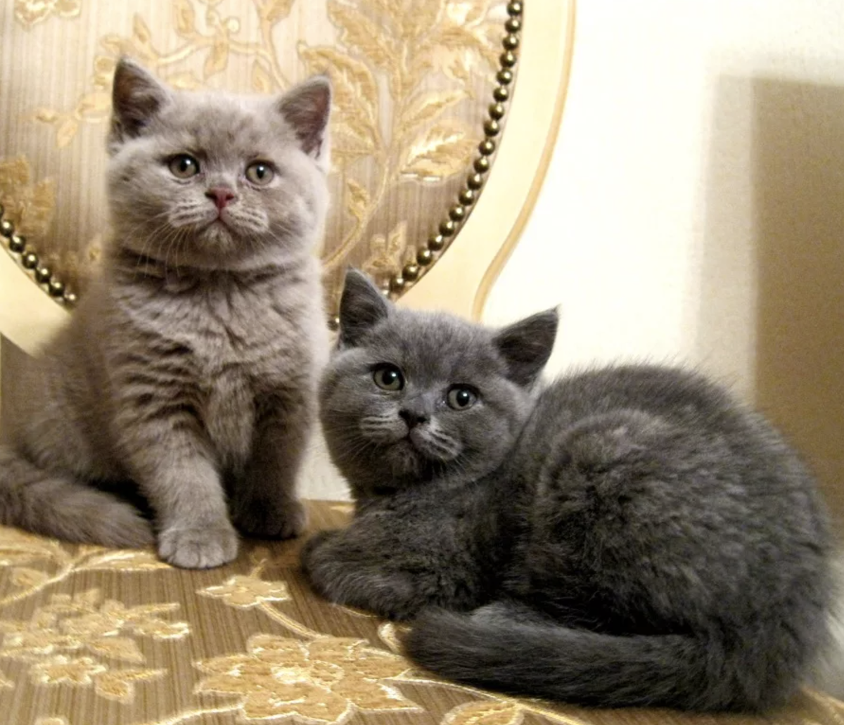 Котята на авито ростов. Британские котята. Продаются котята британцы. Британец котенок и взрослый. Британские голубые котята.