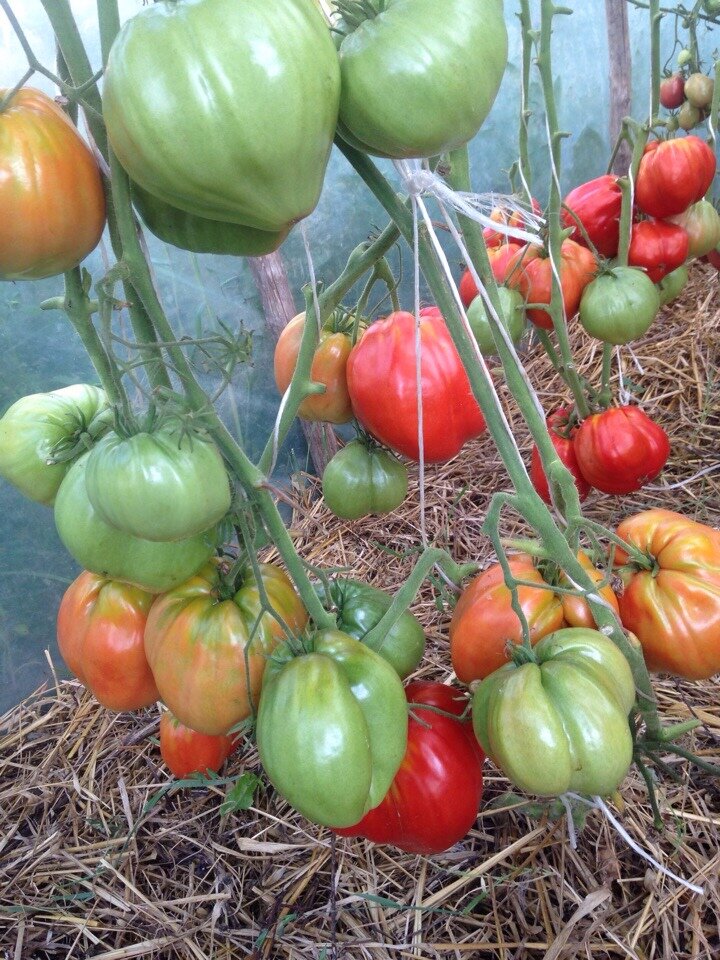 Обзор сортов и гибридов томатов 2021: мой опыт выращивания в этом сезоне
