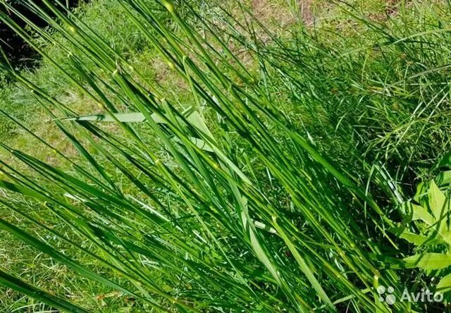 Фото из Интернета