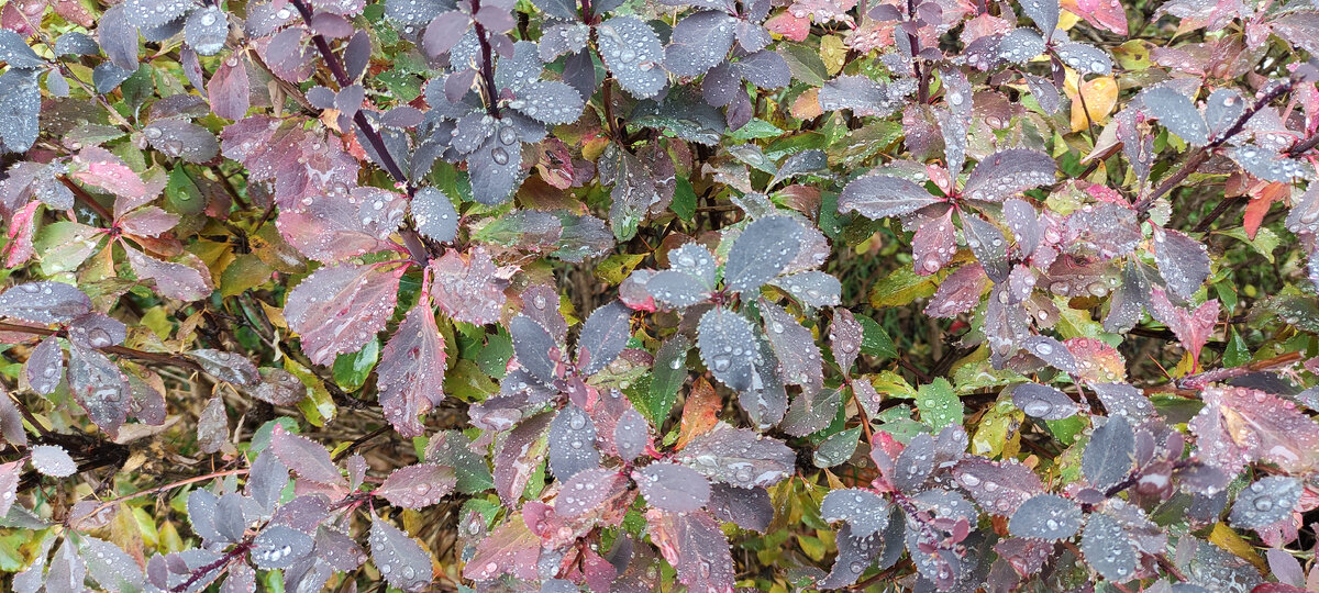 Осень. Дождь