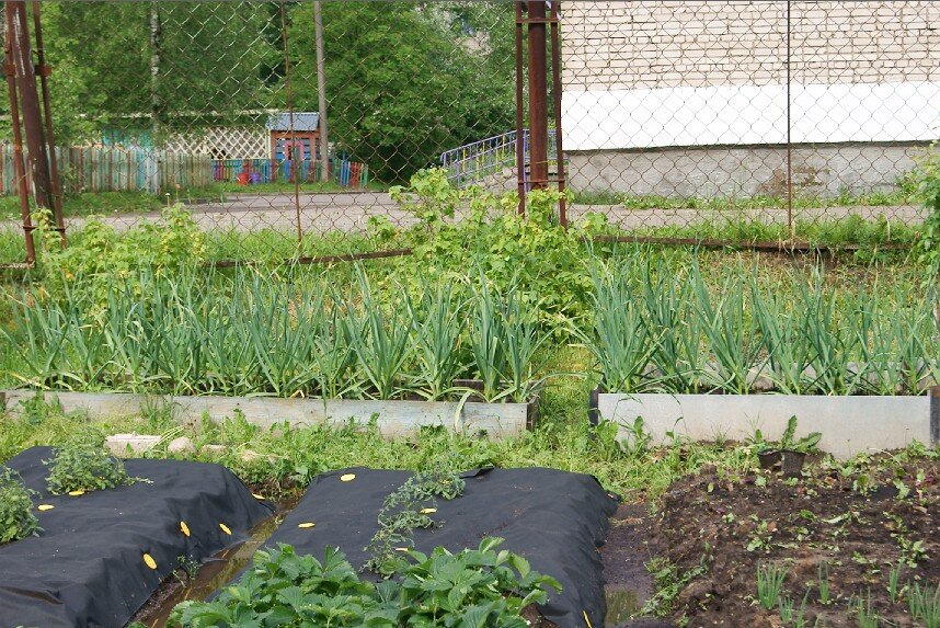Фото от 1 июня 2021.На 2 грядах высажены 4 куста.И на этот момент они уже в цвету и с помидорками.
