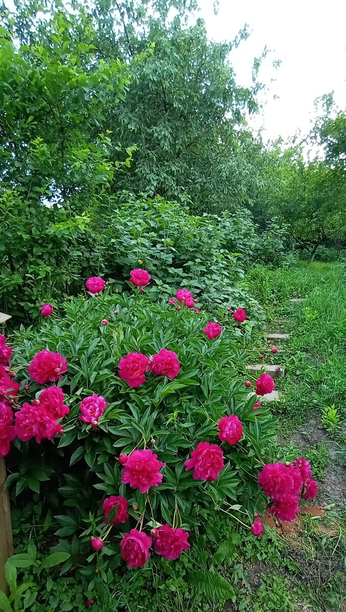 Мой цветник в саду