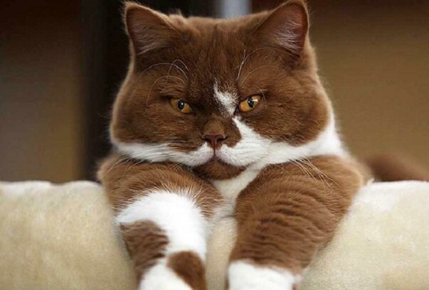 Ну что? Кто в доме хозяин? Фото из Интернета.