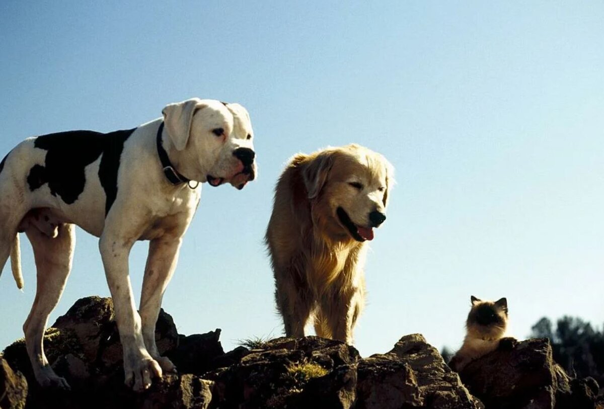 Источник фото: кадр из фильма