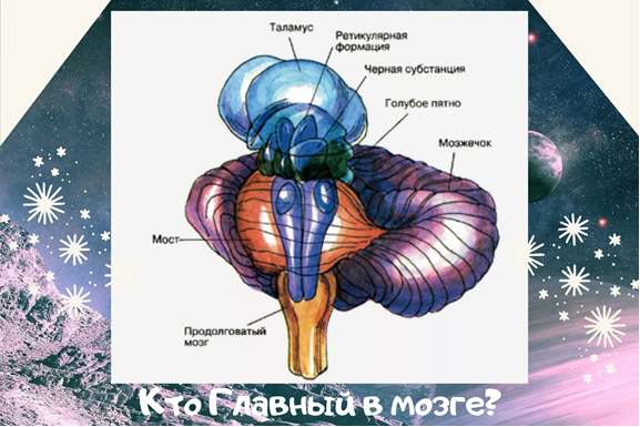 Аппликация модели внутреннего строения тела человека