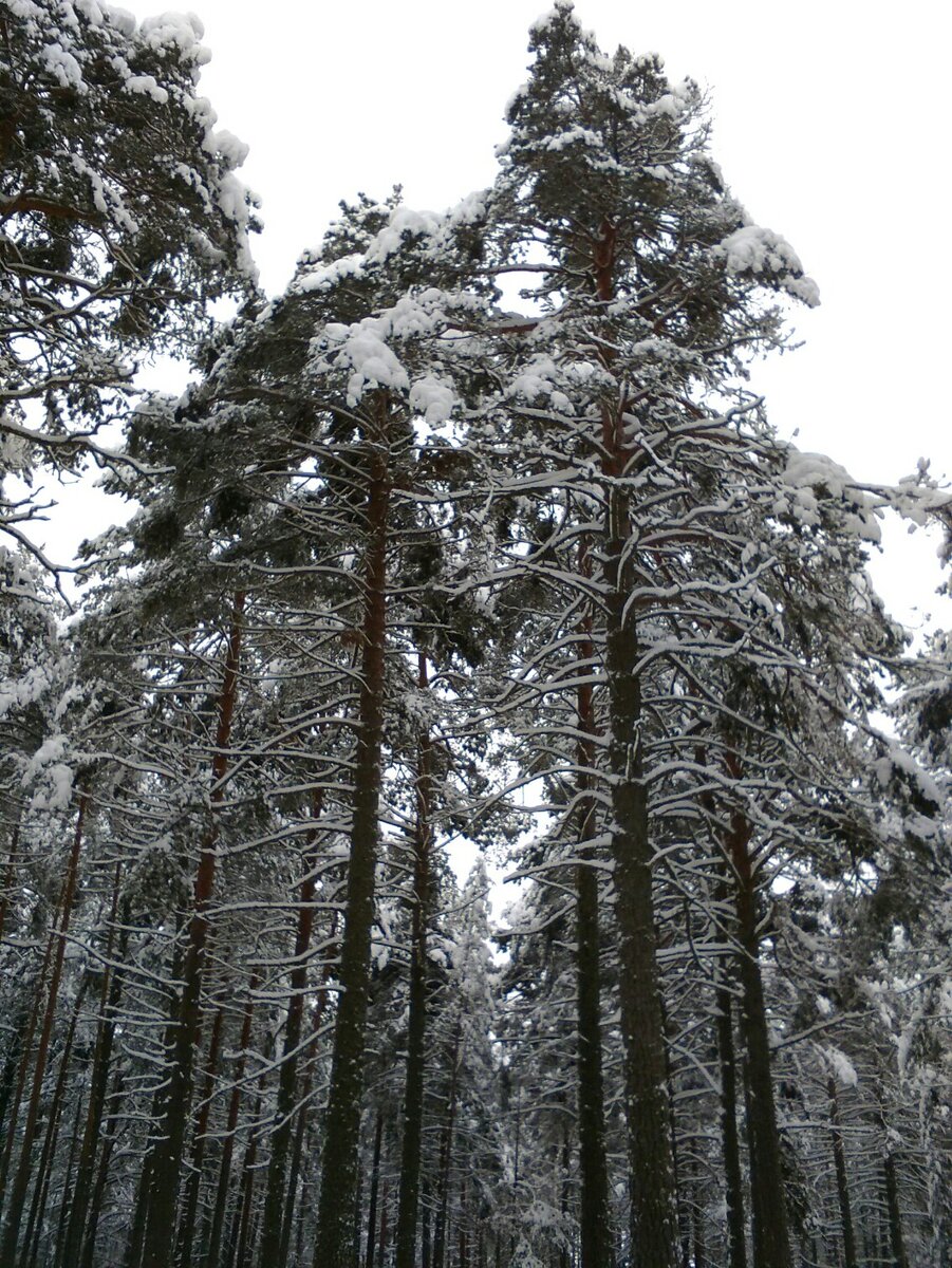 До Нового года осталось 12 дней...