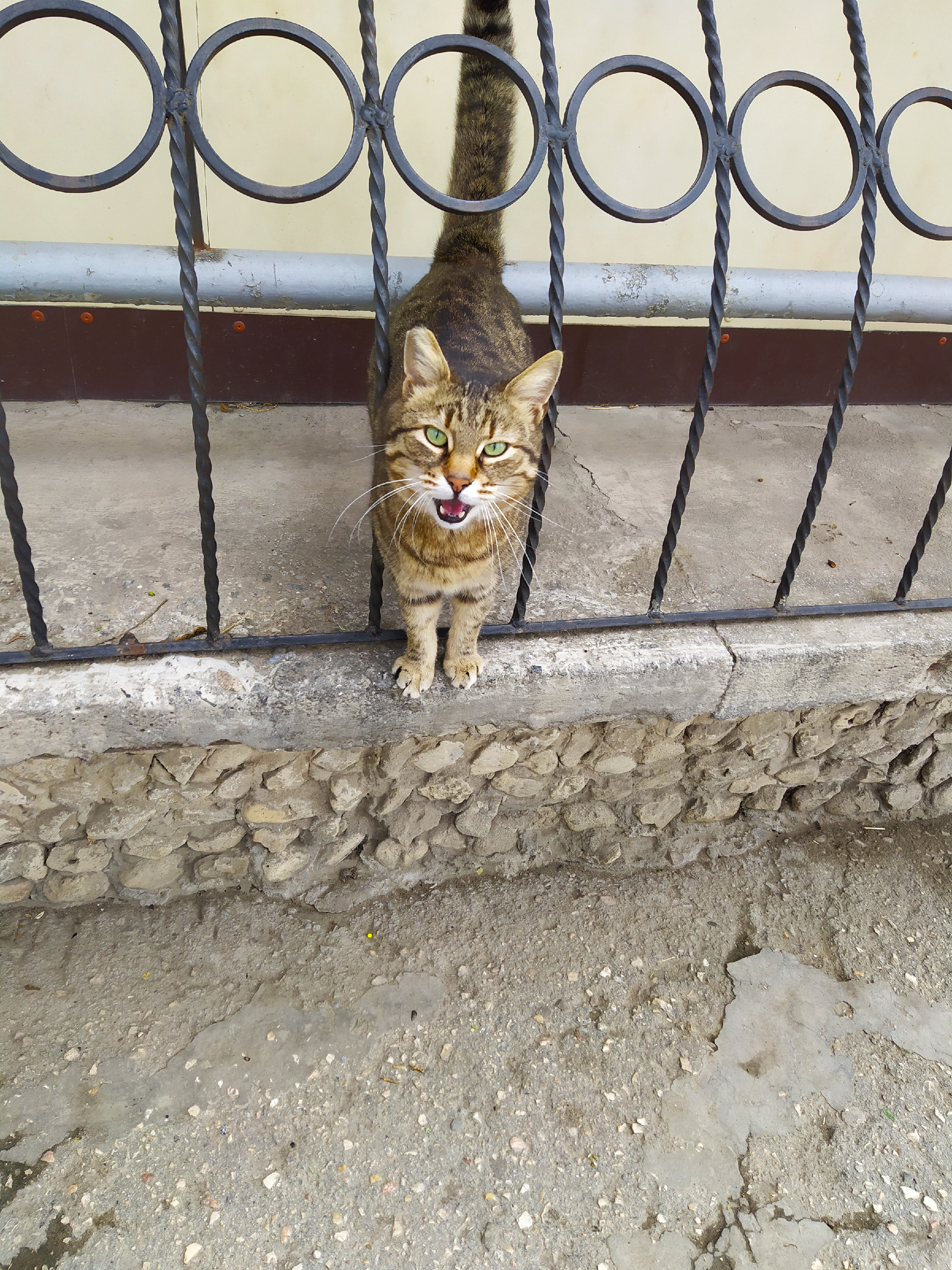 Котики России.))1