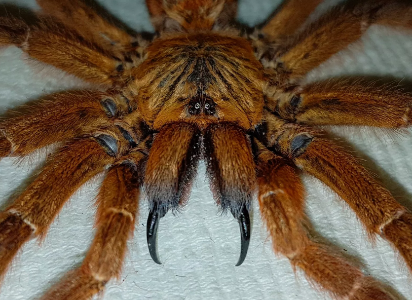 World&#39;s Biggest Hawaiian Cane Spider ATTACKS HOUSE - YouTube Large spiders, 