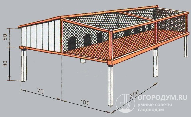 Как содержать кроликов в домашних условиях