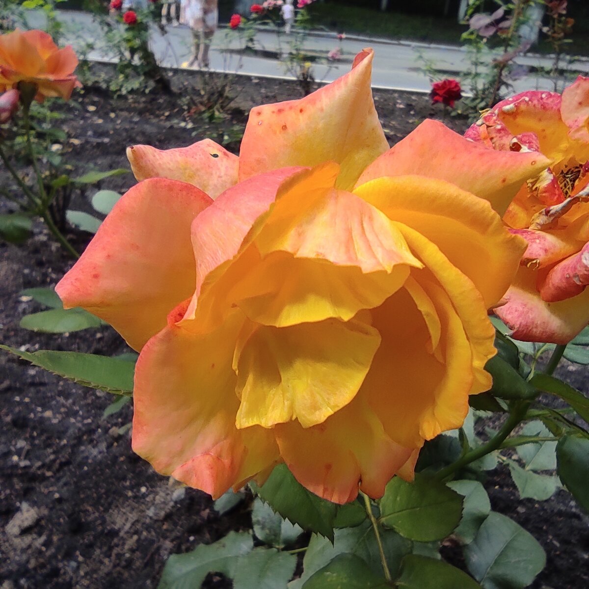 Немного красоты)