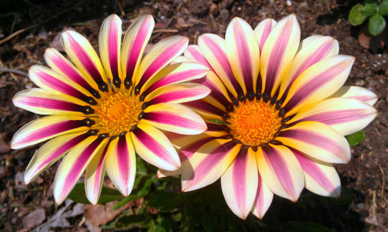 Африканская ромашка