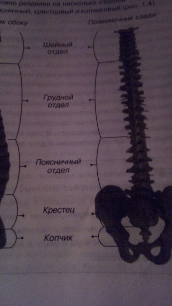 Позвоночник