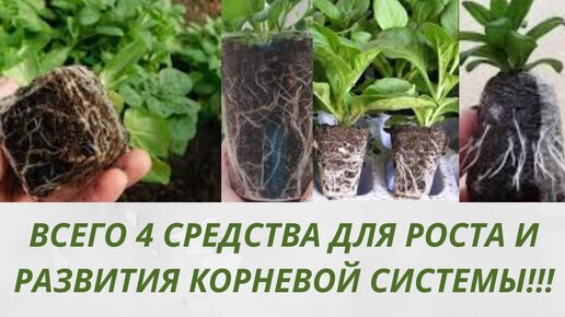 Чем подкормить черенки цветочной рассады после укоренения. Всего 4 ...