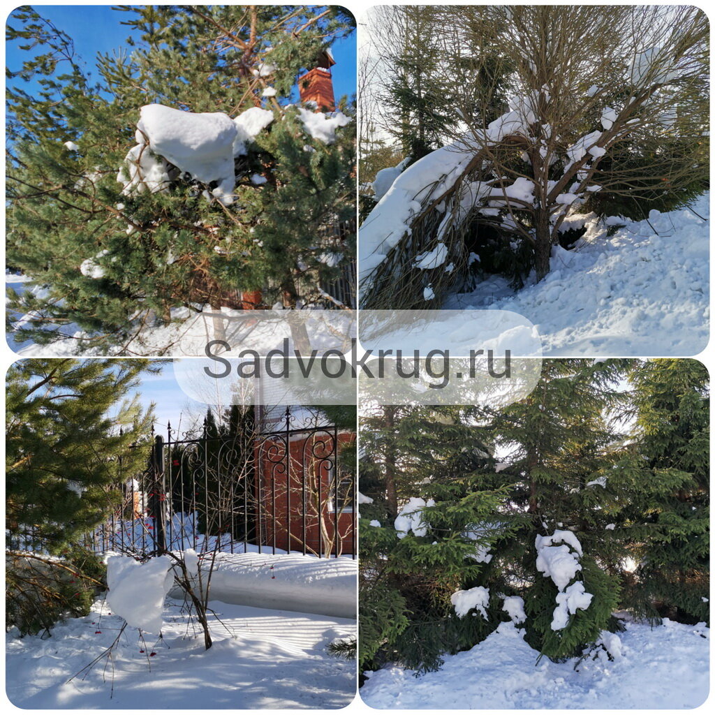 Снег на хвойных и садовых деревьях