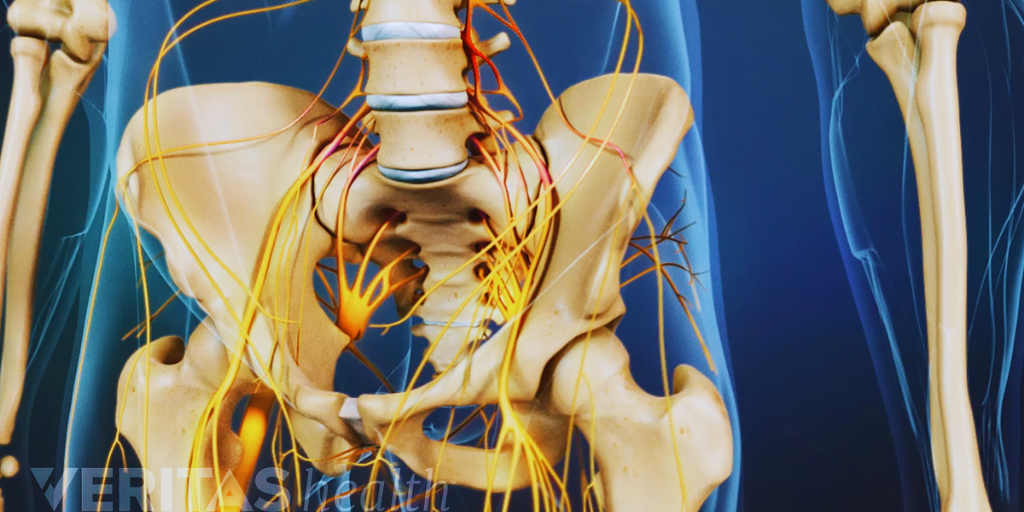 Спинномозговые нервы поясничного, крестцового и копчикового сегментов .