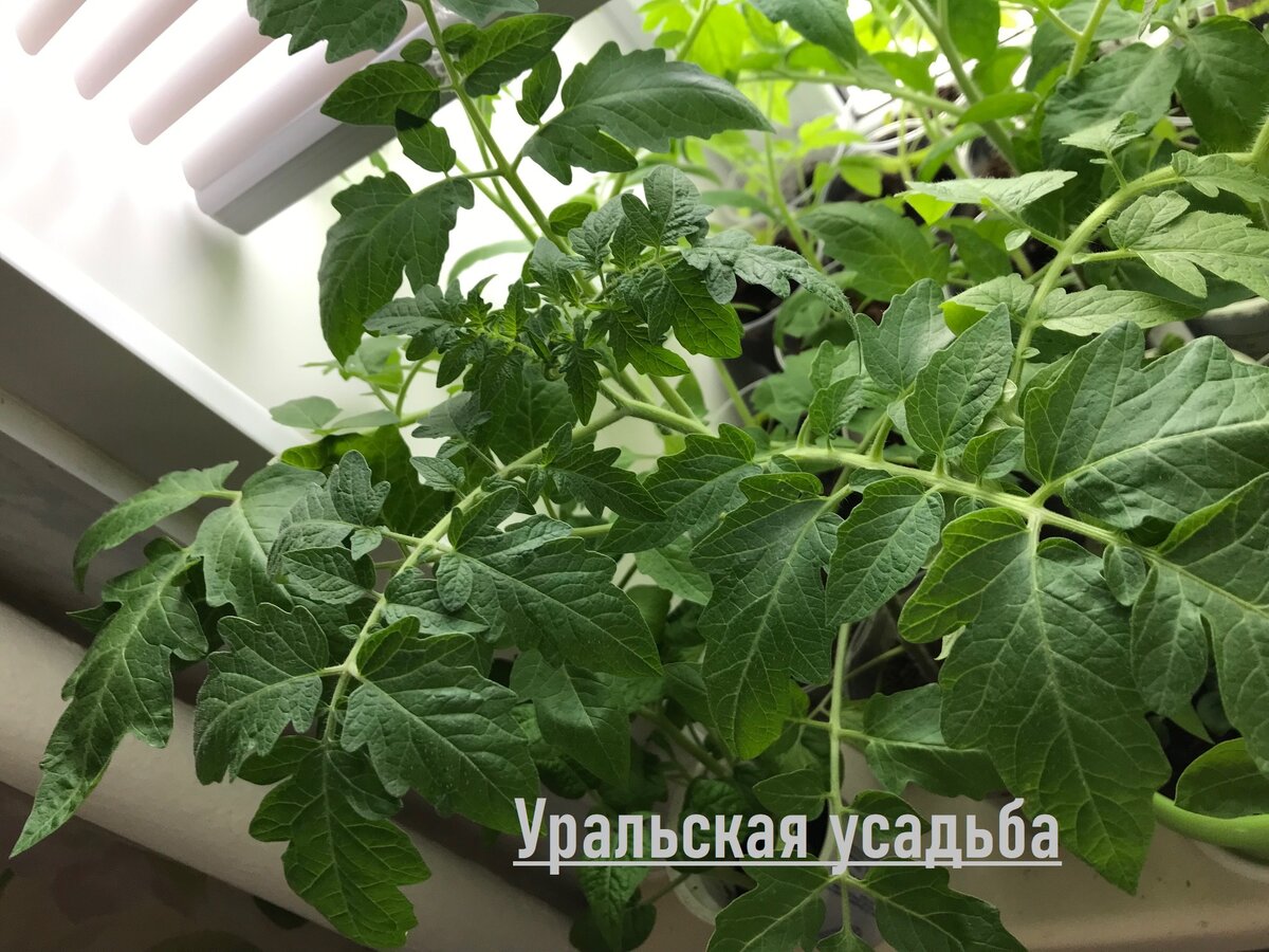 Моя рассада 2022