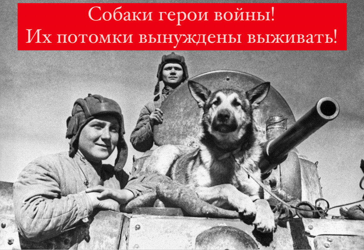 #9мая #9 мая день победы #собаки #приют для собак 