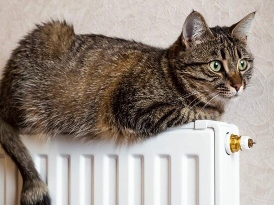 ФОТО: VK.COM МУРАВЛЕНКОВСКИЙ ДЕНЬ