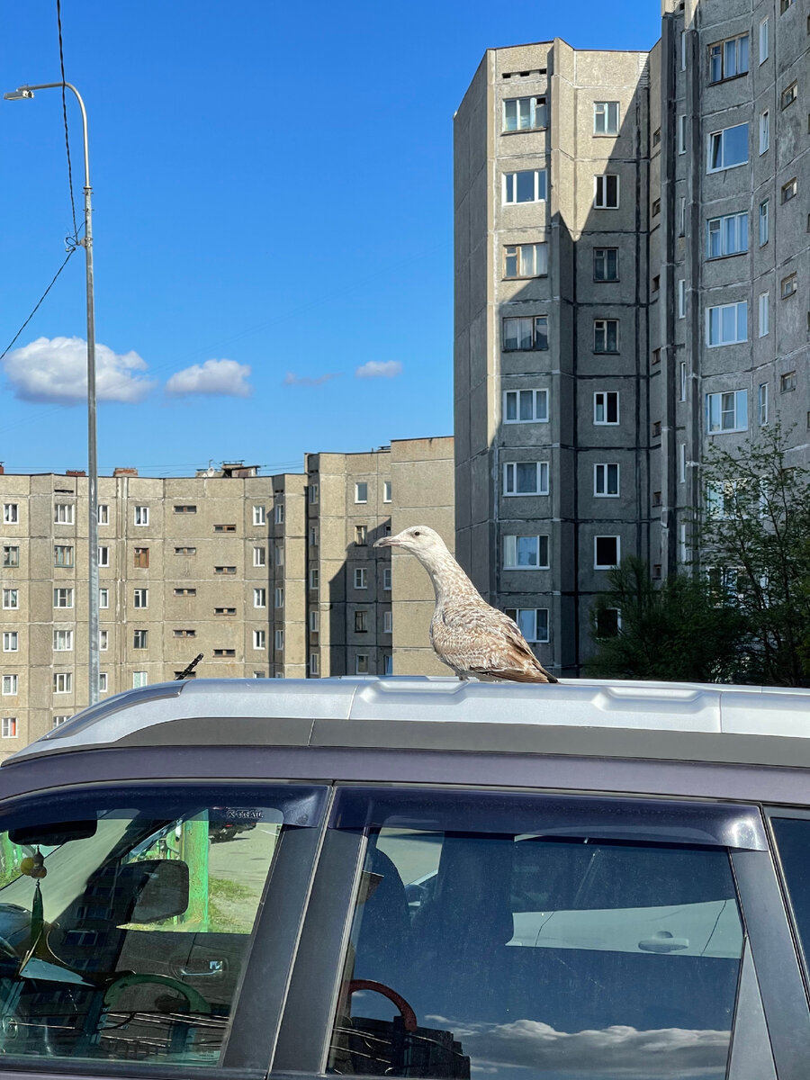 Баклан