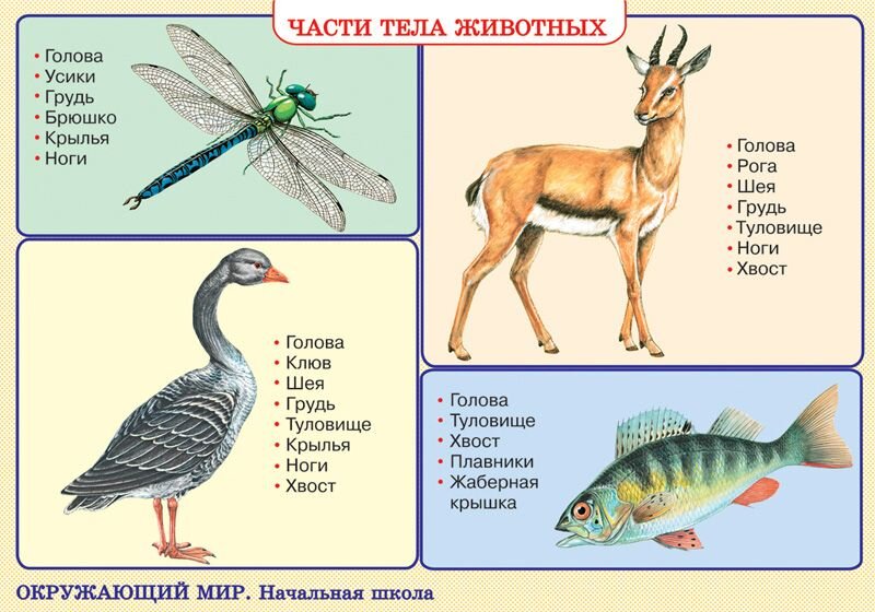 План конспект урока по теме животные