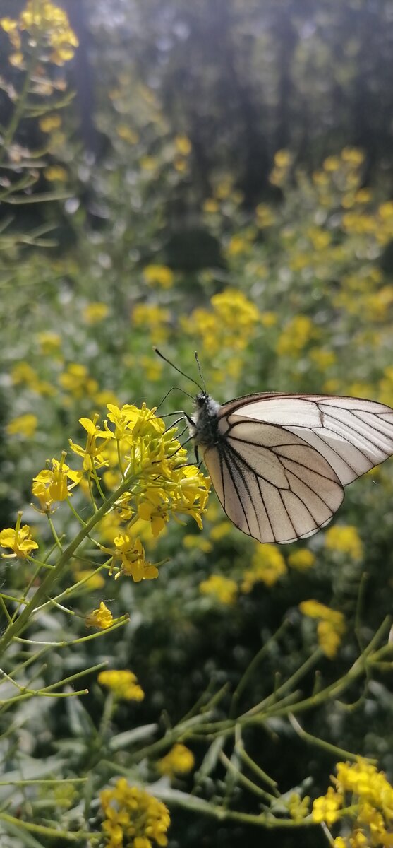 Семейство: Белянки (belini)