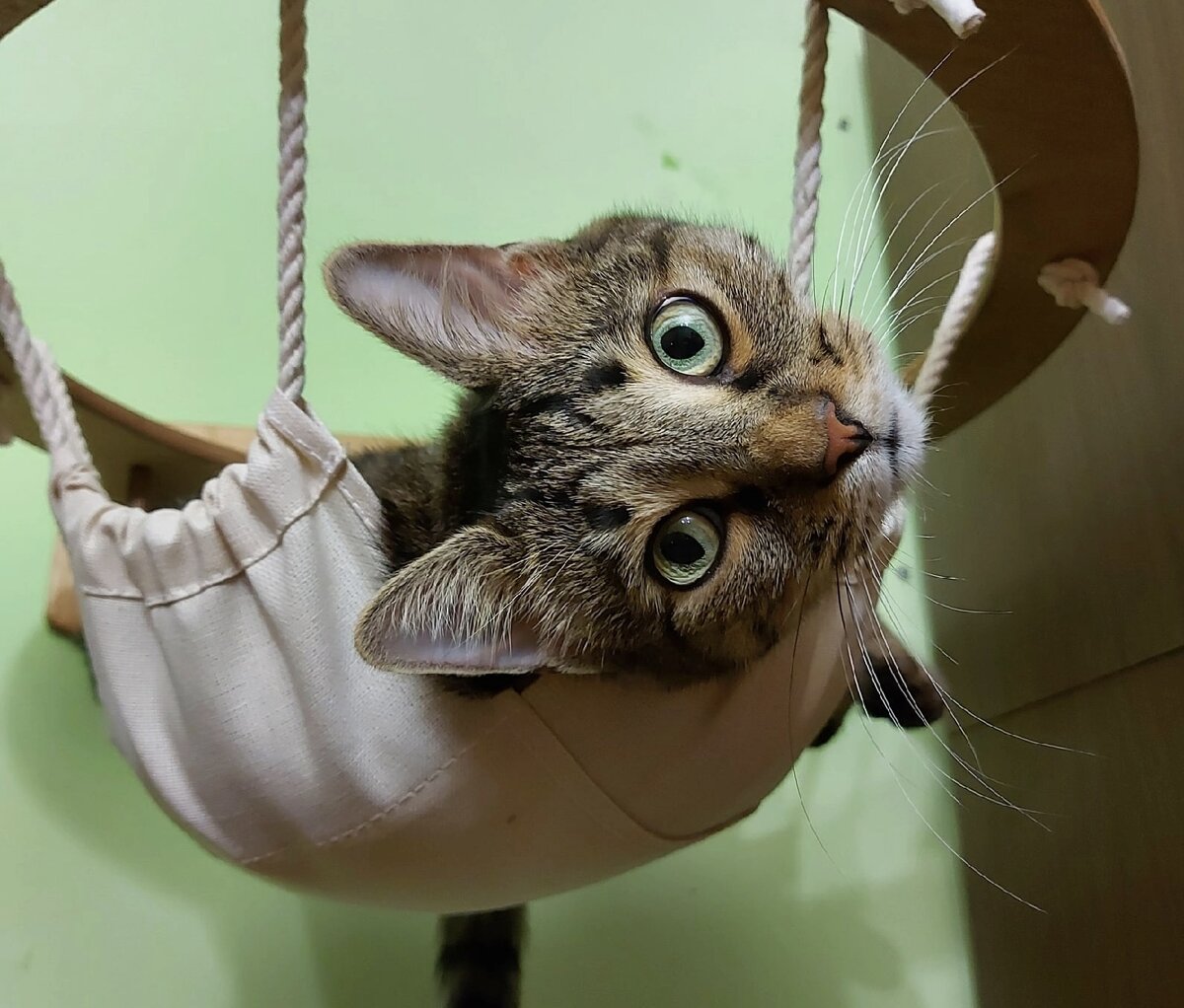 Кошка Пчюча (дома Дени), которая уехала из домой 15 сентября 2018. «Моя котенька Дени. Она обожает вкусно поесть!» 