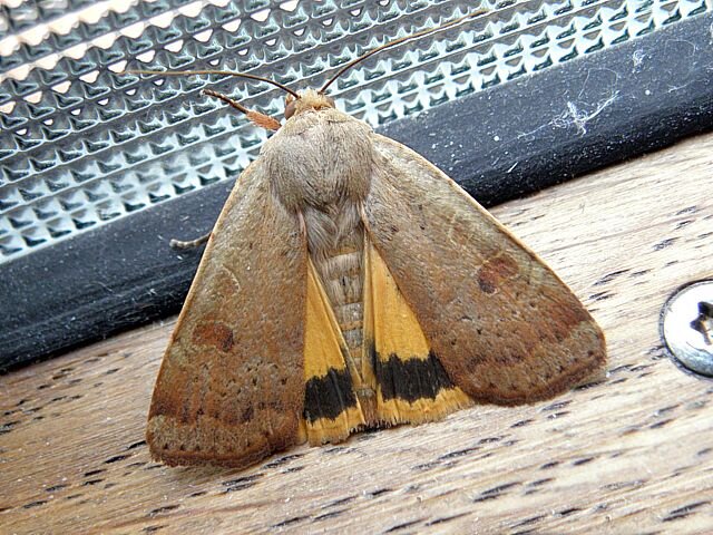 совка ленточная (Noctua pronuba)