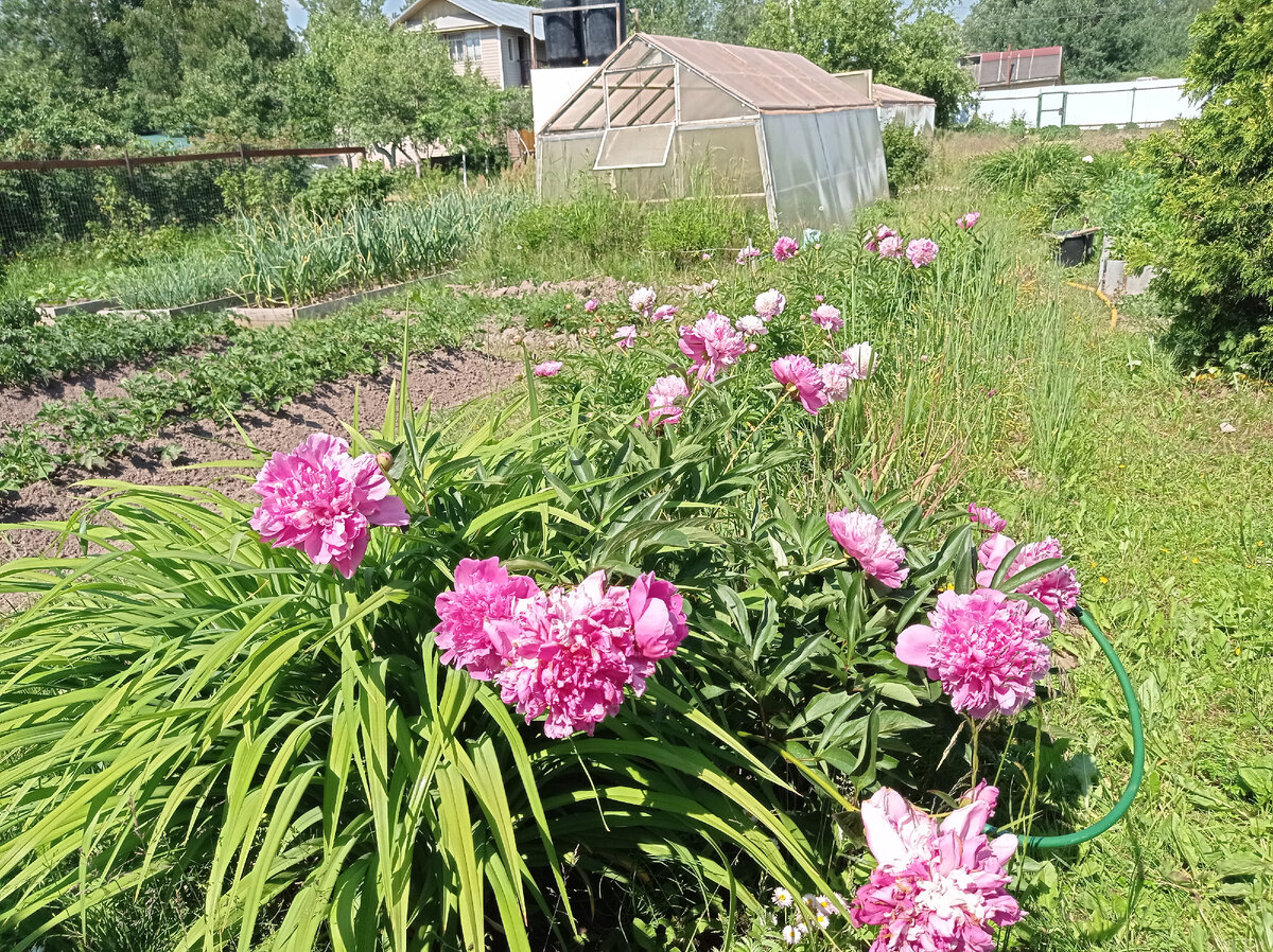 Люблю пионы, хочу их пересадить на другую клумбу