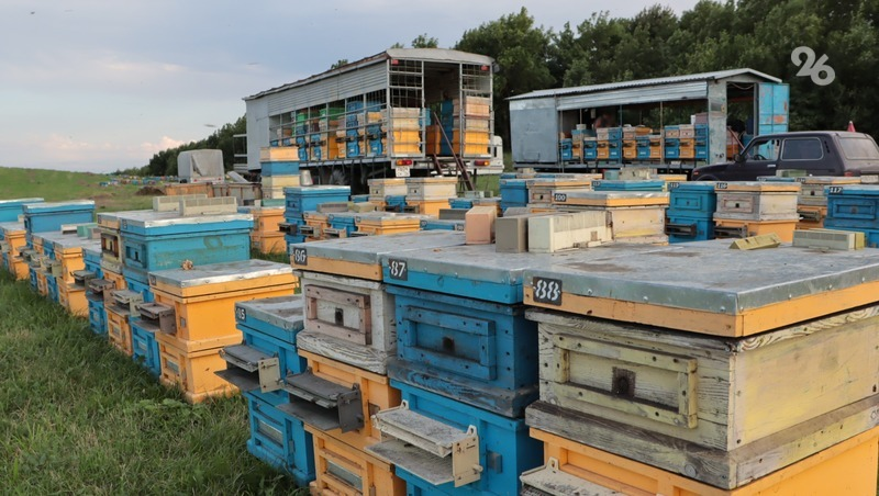 Форум пчеловодов ставропольский. Форум пчеловодов ставропольский. Форум пчеловодов ставропольский. Пасека фото. Метод цебро.