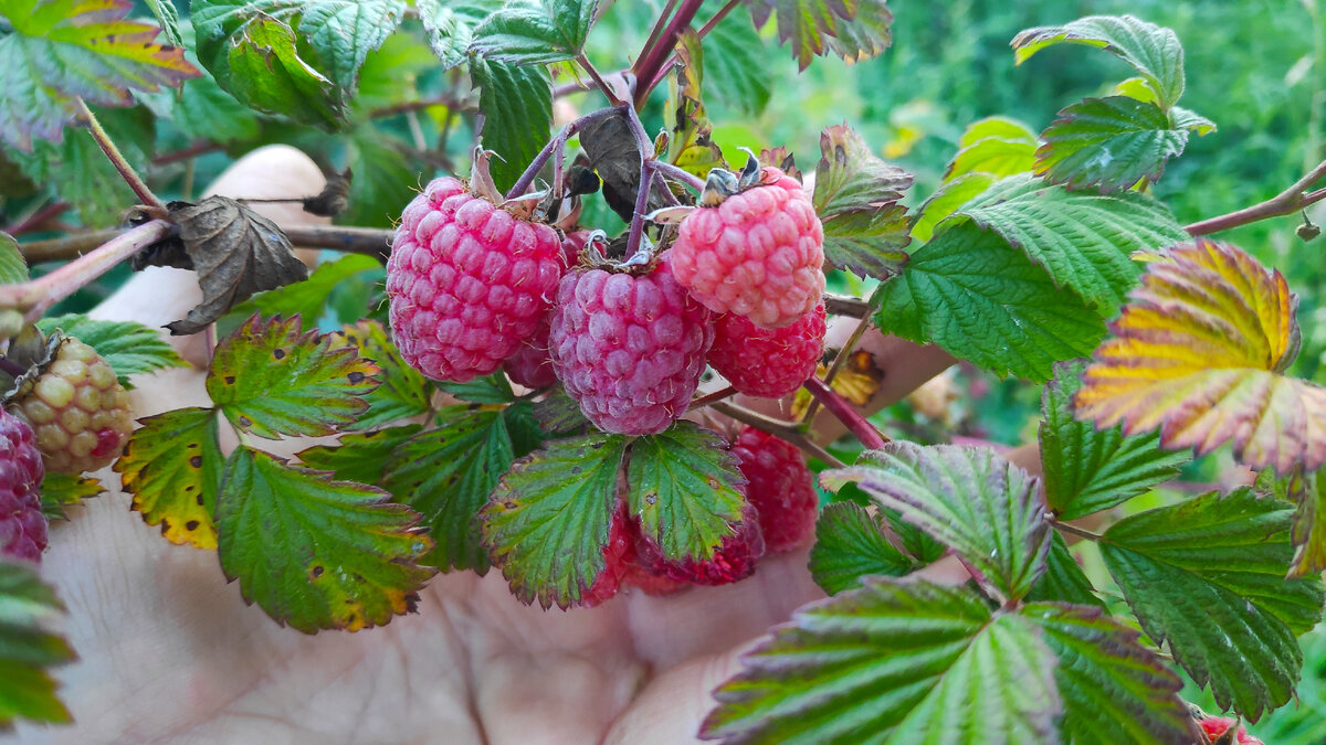 И даже малине сорта Деревенская обычная. Фото автора