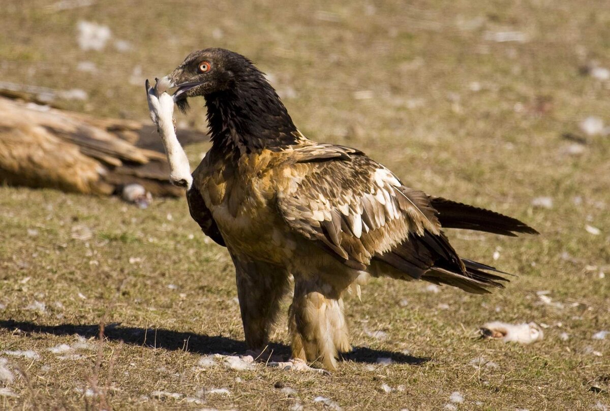 Бородач за обедом