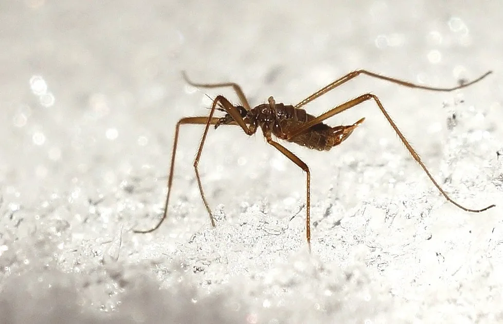 Не слушайте вредных советов Книги животных, убирайте москитную раму с окон зимой! Я к вам в дом всё равно не заползу. Наверное...