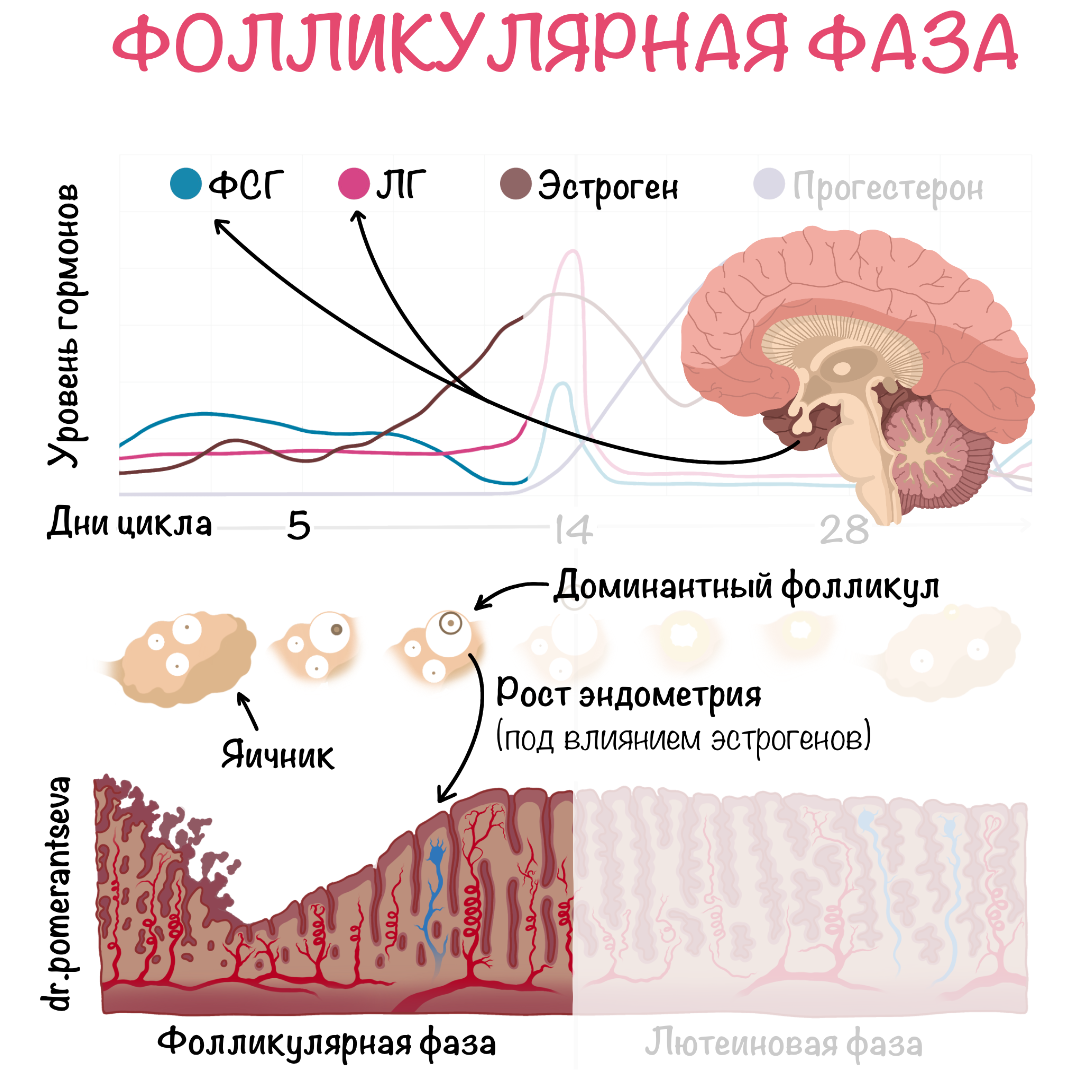 Что такое овуляторная фаза у женщин. Цикл менструационного цикла. Этапы менструационного цикла. Фолликулярная фаза менструационного цикла.