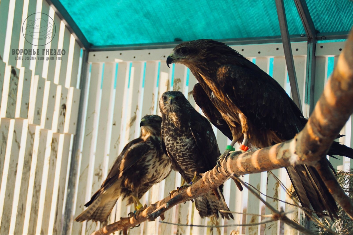 Канюки и коршуны - массовые виды дневных хищных птиц.