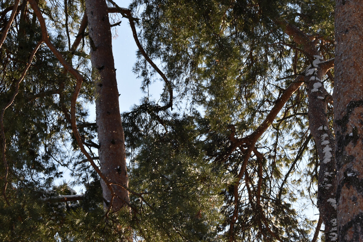 Снежинки 1/2