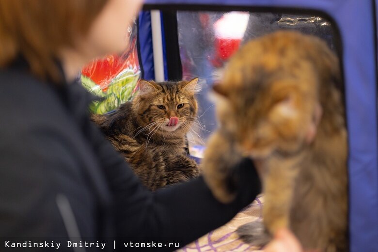    Фото: Дмитрий Кандинский / vtomske.ru