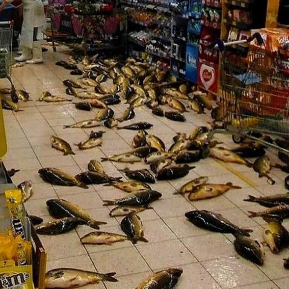 Я понятия не имею что здесь происходит