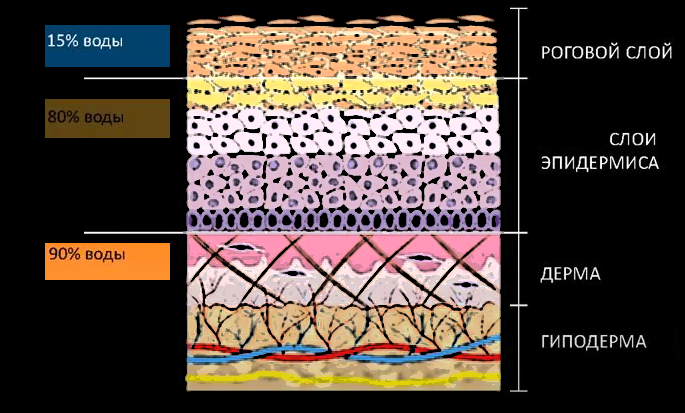 Наглядно видим, что основной запас увлажнения кожи – дерма, гиподерма.