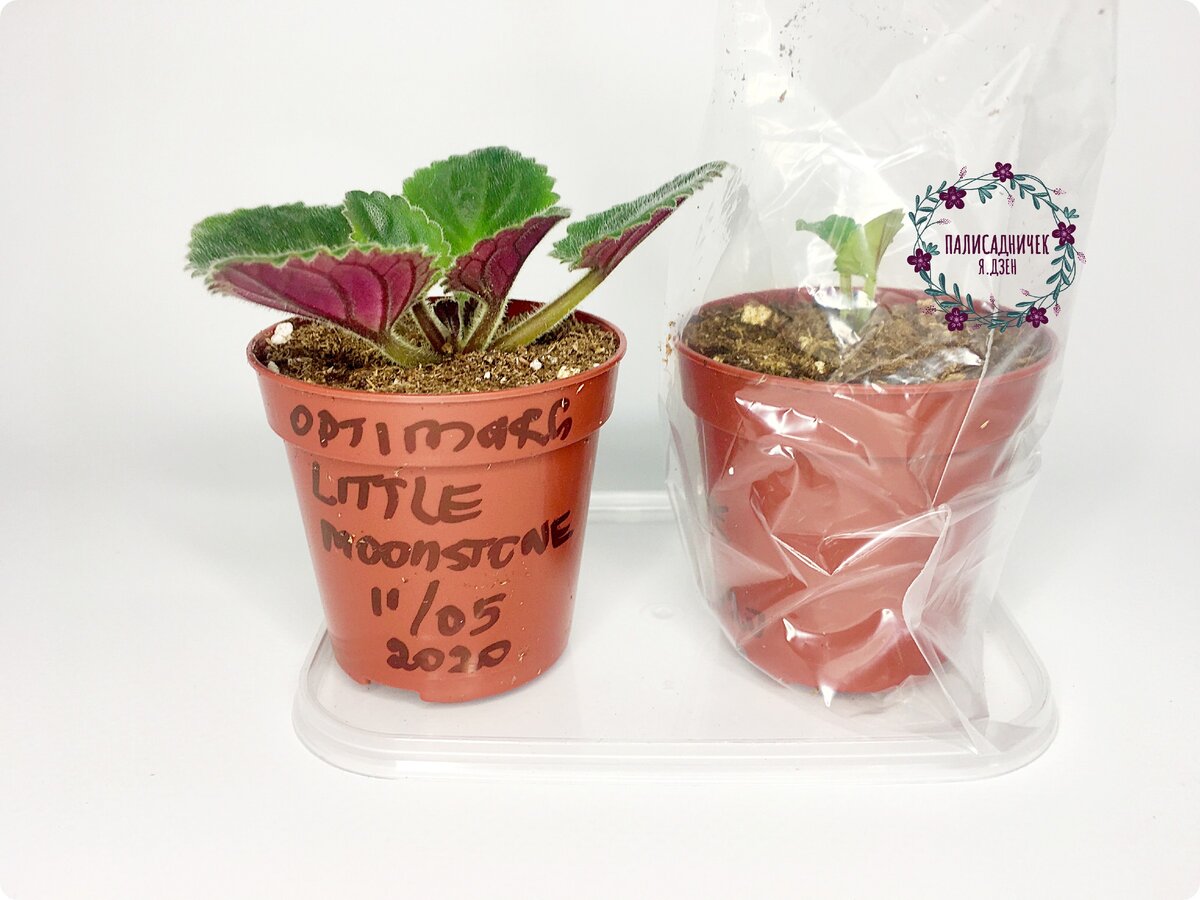 В тот день, 11.05.20, после отделения прикорневой детки, я омолодила фиалку-маму, а детку отделённую отправила в тепличке под лампу. Больше фотографий можно найти в записи, на которую я ссылку выше оставила.