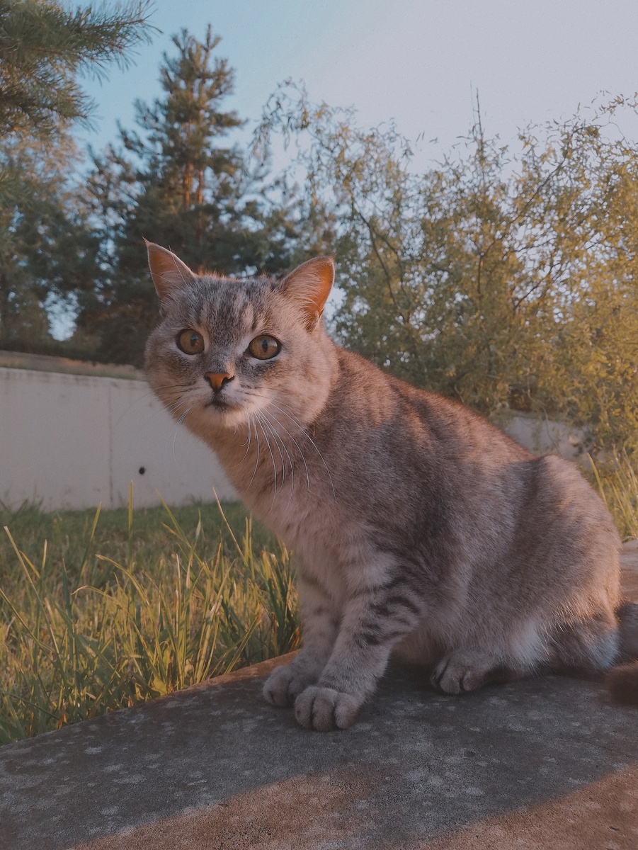 Любовь к кошкам безгранична. 