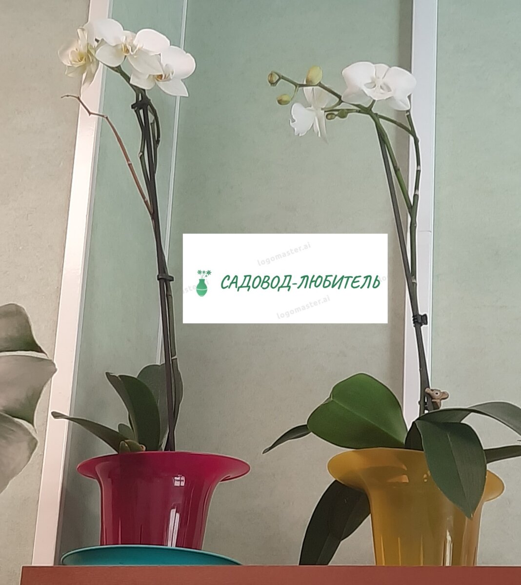 Орхидеи начали свое цветение. Бутоны набираются сил.