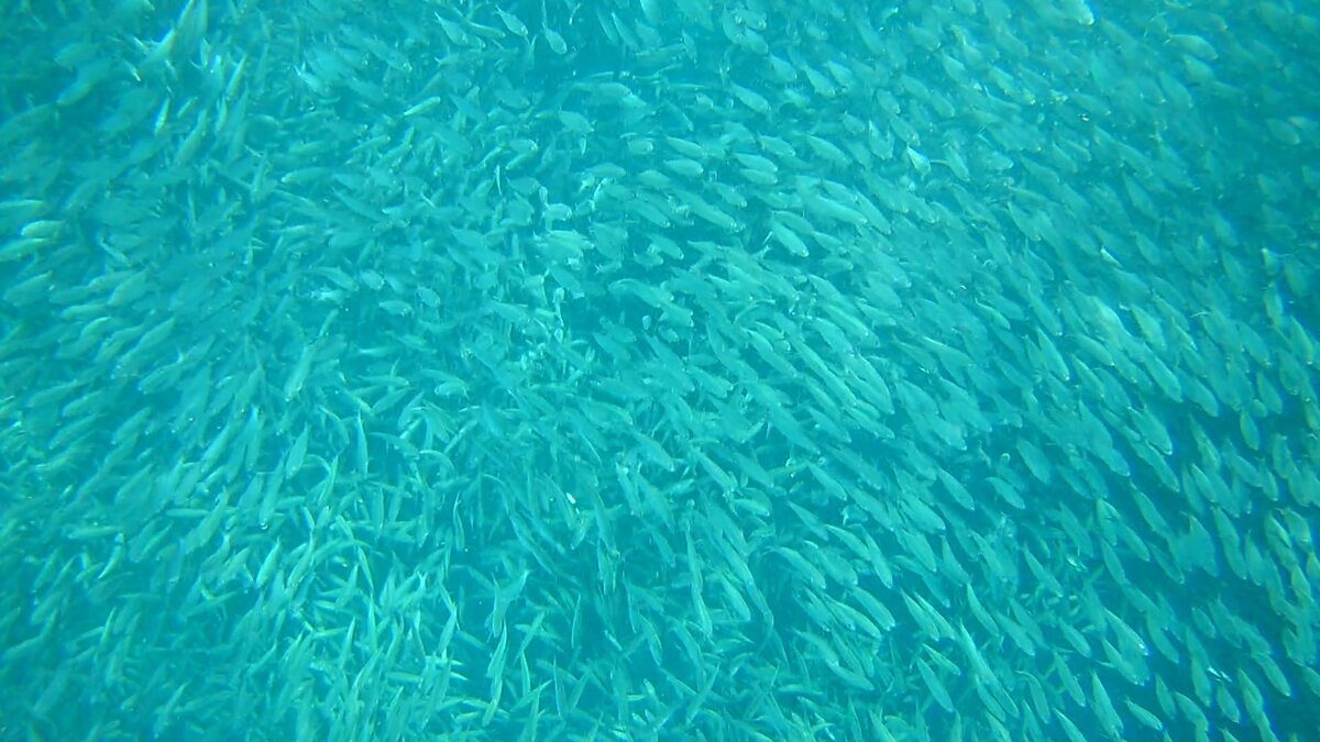 Бесчисленное количество участников сцены...    Личный Insagram dory_panic